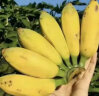 广东高州原生态粉蕉高州大香蕉芭蕉小时候的味道新鲜南蕉丑蕉 5斤 （高州粉蕉） 晒单实拍图