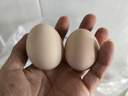 芮瑞 农家散养新鲜现捡鸡蛋笨鸡蛋谷物柴鸡蛋初生蛋 单枚40±5g 8枚装 实拍图
