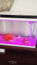 森森 超白玻璃智能一体小鱼缸HE-480款 带水泵LED变色灯水温显示 晒单实拍图