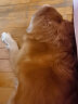 宝路成犬大型犬狗粮牛肉味15kg全犬种通用均衡营养全价粮30斤 实拍图