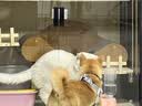 磊嘉小狗狗绳遛狗绳牵引绳小型犬拉布拉多金毛柯基法斗幼犬胸背带 黑红S胸背带1个（建议8-12斤） 实拍图