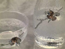 特百惠（Tupperware）日式温酒器套装清酒杯玻璃酒壶小酒杯白酒杯酒盅果酒杯酒具 日式酒具套装：锡花款一壶两杯 3只 日式温酒器 实拍图