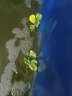 BM水芙蓉苗水浮莲水培植物水生植物水养草池塘鱼缸造景养殖净化水质 水芙蓉20棵 晒单实拍图