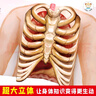 小笨熊我们的身体【中国大百科全书总主编杨牧之】互动科普3D立体书安全启蒙教育儿童翻翻书揭秘身体绘本新老封面随机发货(中国环境标志产品绿色印刷)暑假阅读暑假课外书课外暑假自主阅读假期读物省钱卡 实拍图
