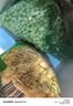 4斤2斤新鲜豌豆粒青豆粒什锦菜速冻豌豆粒玉米粒毛豆生鲜蔬菜料理 4斤（2斤青豆粒2斤玉米粒） 实拍图