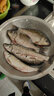 光威（GW）战鳍综合鱼竿青草鲢鳙鲤大物28调碳素轻硬野钓台钓竿钓鱼竿手杆 8.1米+金属竿止+竿梢+送礼包 实拍图
