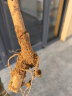 【2株装 开花多】长穗丰花紫藤花苗爬藤植物藤蔓紫藤花树苗萝老桩盆栽四季开花庭院 紫藤萝5年苗(2株装) 不含盆 实拍图