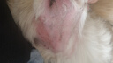 普安特猫咪狗狗宠物皮肤病猫狗藓真菌黑下巴螨虫瘙痒湿疹皮普特皮肤喷剂 皮普特喷剂+氧化锌软膏（皮炎湿疹） 实拍图