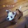 阿莫尔猫咪衣服加厚秋冬装保暖棉衣泰迪比熊雪纳瑞小型犬狗狗宠物四脚衣 咖色变身装 S(建议3-5斤具体参考胸围背长) 实拍图