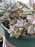 环球（HUAN QIU）花盆带托盘 加厚阳台花卉盆栽种植盆月季茉莉绣球栀子花加仑花盆 矮胖2.5加仑-口径26.1cm高18.4cm 盆+托【1个】 实拍图
