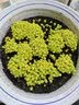若绿真便宜多肉好养老桩绿植花卉小苗肉肉花植物小盆栽清棚 黄金万年草 不含盆 实拍图