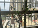 【冬季耐寒】日本海棠花苗盆栽室内绿植花卉观花庭院源头直发包邮 红宝石海棠 六年盆景苗 实拍图