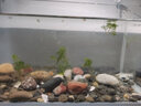 森森（SUNSUN）鱼缸水族箱超白玻璃水草缸造景桌面缸 超白420裸缸(42.6*23.6*28cm) 实拍图