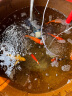 中国红冷水淡水观赏鱼锦鲤鱼活鱼金鱼小型好养红鲤鱼纯种小锦鲤 16-18cm长豹纹虎皮1条 实拍图