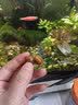 文枝专吃鱼屎粪便小河蚌河蚬净水观赏除藻黄金螺鲜贝壳活体鳑鲏鱼繁殖 1-2厘米黄金螺3个除丝藻鱼龟粪便 实拍图