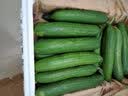 芬果时光  新鲜山东水果小黄瓜无刺黄瓜 约2.3-2.5kg 新鲜蔬菜  实拍图