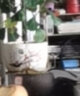 开时果 文竹盆栽桌面摆件盆景 办公室内植物竹子水培客厅小绿植盆景 文竹（舍得紫砂盆+苔藓+底座） 实拍图