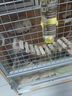 暮秋小主龙猫粮主粮饲料龙猫粮食营养零食用品马祖瑞配方果蔬粮提摩西草 提莫西干草粮1kg 实拍图