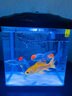森森（SUNSUN） 鱼缸水族箱金鱼缸带灯鱼缸过滤器玻璃鱼缸桌面鱼缸 黑色 高清玻璃HR-230（不带18件） 实拍图