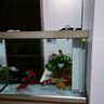 森森（SUNSUN）大型鱼缸底过滤水族箱客厅家用落地玻璃生态金鱼缸 屏风隔断款 1米长42cm宽（黑白灰可选） 实拍图