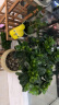 史丹利绿植营养液通用型肥料室内盆栽植物叶面肥家用观叶型专用肥 晒单实拍图