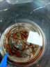 CRAZY PLANT冰冻红虫鱼食牛心汉堡鱼粮六角恐龙孔雀鱼饲料红血红线虫活饵 精品小红虫 100g 1板 (配喂食镊子） 晒单实拍图