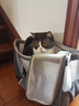 DO DO PET猫包宠物外出便携包夏天透气包猫咪手提包泰迪博美小狗太空舱拎包 灰色透气款（无肩带） L码-建议12斤内猫咪，10斤内狗狗 实拍图