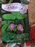 花友秀 花卉种子 四季种植 家庭阳台 园艺休闲  含羞草花卉种子1克 约150粒 实拍图