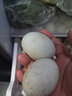 豫宛农夫农家散养生鸭蛋 鲜土鸭蛋  新鲜发货 40枚装 单枚60-70g 实拍图