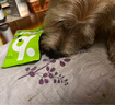 比乐狗粮  原味鲜系列小型犬成犬粮 泰迪比熊冻干狗粮低敏无谷配方 小型犬成犬粮10kg 实拍图