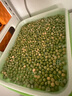 北蔬 豌豆苗种子种苗水培土培龙须菜豆苗四季种 青豌豆芽苗菜种子200g 实拍图