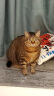 福摩（FROMM）经典三文鱼蔬菜猫粮 10磅（4.54kg） 晟煜防伪 实拍图