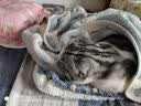 北鼻狗 狗垫子狗窝猫窝 宠物垫子小中大型犬窝垫 泰迪狗狗用品睡垫毛毯 星星黄M号54*45CM【适合10斤内】 实拍图