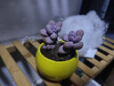 阑兮阁多肉植物新手组合套装肉肉植物办公室内创意花卉绿植盆栽 桃蛋2-3头+圆球陶瓷+土+三件套 实拍图