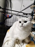 憨憨宠 猫笼 折叠猫笼子带厕所猫别墅幼猫成猫猫舍猫窝双层猫咪笼子 黑色850双层 实拍图