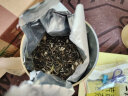 一杯香茶叶茉莉花茶白毫横县浓香型特级500g2023散装新茶礼盒绿茶自己喝 实拍图