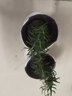 易水之夏迷迭香绿植盆栽阳台花卉香草植物 两盆 含盆 实拍图