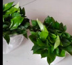 绿萝盆栽室内客厅绿植花卉 家用净化空气绿箩植物吸除甲醛吊兰 高20cm【控根龙蛋】8盆+喷壶+5肥 实拍图
