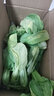 皓谦上海青小油菜新鲜蔬菜小青菜绿叶菜小白菜 农家自种蔬菜类小青菜 5斤 实拍图