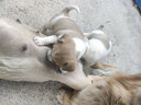 【冰仓直发】宠莱富科前狗狗疫苗四联狂犬疫苗成犬幼犬狗疫苗套装小狗疫苗 幼犬基础套餐【四联*3+狂犬】+驱虫药 1支*1支 实拍图
