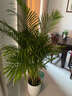 植男植女客厅绿色植物散尾葵大型绿植凤尾竹室内盆栽轻奢夏威夷竹源头直发 实拍图