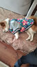 小爪星球（HICLAW）狗狗衣服法斗巴哥犬斗牛犬雪纳瑞八哥幼犬秋冬冬天衣服冬款棉服 【冬款加厚】大花棉衣 XXL（胸围67cm，建议27-35斤内） 实拍图