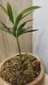 八芽海岛罗汉松指尖微型盆栽桌面小绿植迷你拇指好养植物源头直发包邮 海岛礁石罗汉松 陶瓷盆-带盆栽好 实拍图