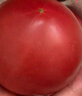 金百粟陕西泾阳普罗旺斯西红柿 生吃沙瓤西红柿番茄农家自种时令生鲜 普罗旺斯 3斤 中果 晒单实拍图