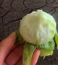 骑猴赶马山东威海青皮无花果【顺丰空运】新鲜无花果鲜果青皮无花果新鲜 【净重1.8斤丨空运闪送】 实拍图