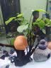 修医宠水质稳定剂除氯水鱼乐宝安定剂鱼缸净水剂养鱼用品水族药剂300ml 实拍图