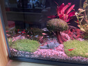 云峰海瑞 热带鱼 观赏鱼灯科鱼 观赏鱼小型淡水鱼草缸群游 热带鱼活体 招cai财进宝套餐共23条 实拍图