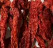西尔丹干辣椒新疆辣皮子拌面肉椒焉耆四平头雪莲辣椒丝原料配料同款 安集海线椒500g（细长微辣 辣子鸡辣椒） 实拍图