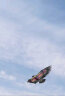 可爱布丁 风筝2米老鹰+18轮200米线轮盘卡通大型纸鸢亲子户外玩具 实拍图