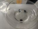 奥美优 水仙盆 透明大号 碗莲盆睡莲花盆 水培玻璃花瓶 乌龟鱼缸水养植物器皿 LZ7355（不含绿植） 实拍图